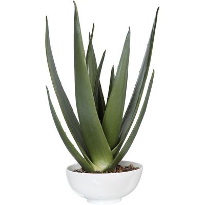 Uttermost - Evarado Aloe Planter - 60177