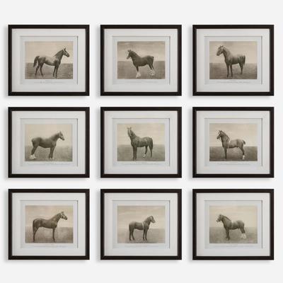 Uttermost - Set of 9 Equine Dynasty Framed Prints - 32343